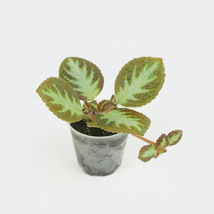 Episcia Cupreata Silver Shield