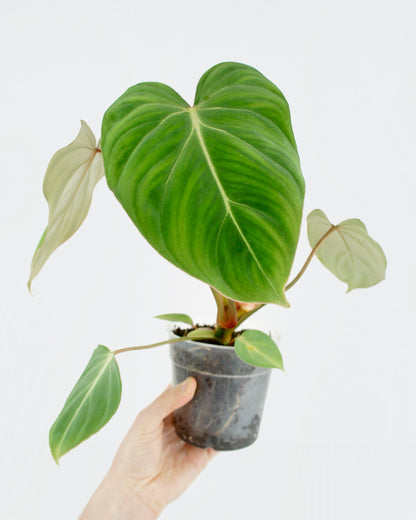 Philodendron Gloriosum (M)