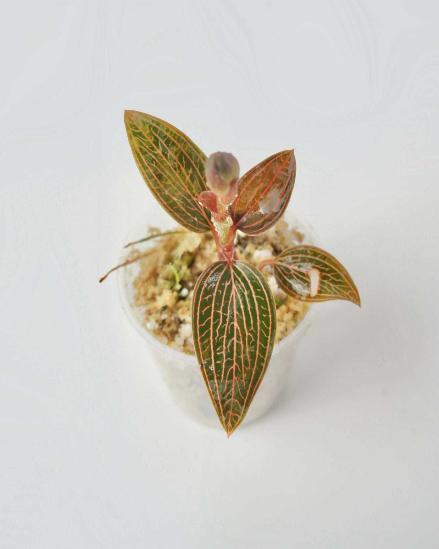 Ludisia Discolor - Orchidée bijou (S)