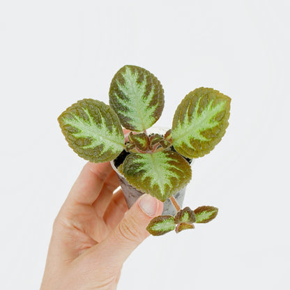 Episcia Cupreata Silver Shield