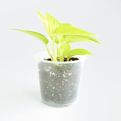 Epipremnum Aureum Néon - Pothos