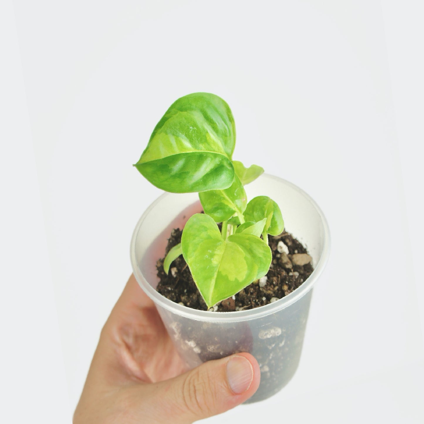 Epipremnum Global Green - Pothos