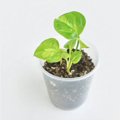 Epipremnum Global Green - Pothos