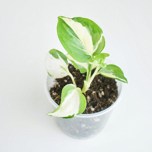 Epipremnum Aureum Manjula - Pothos