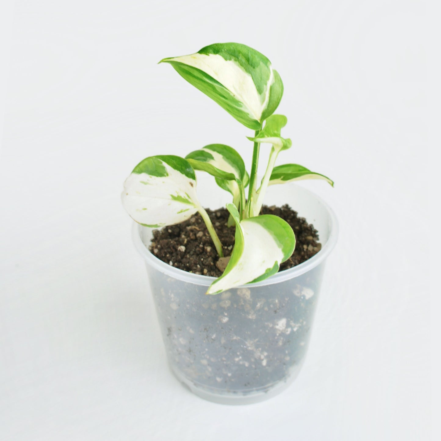 Epipremnum Aureum Manjula - Pothos