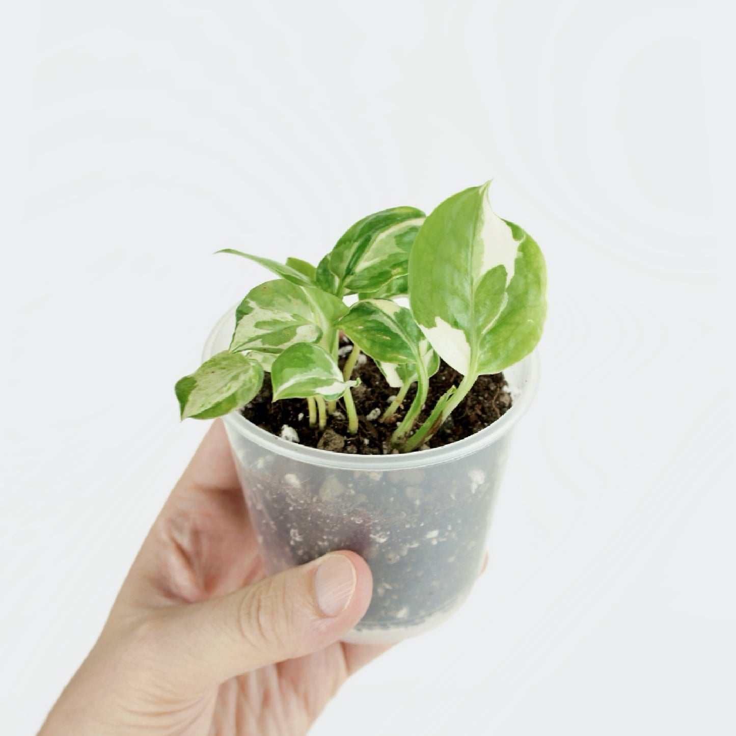 Epipremnum Aureum Njoy - pothos