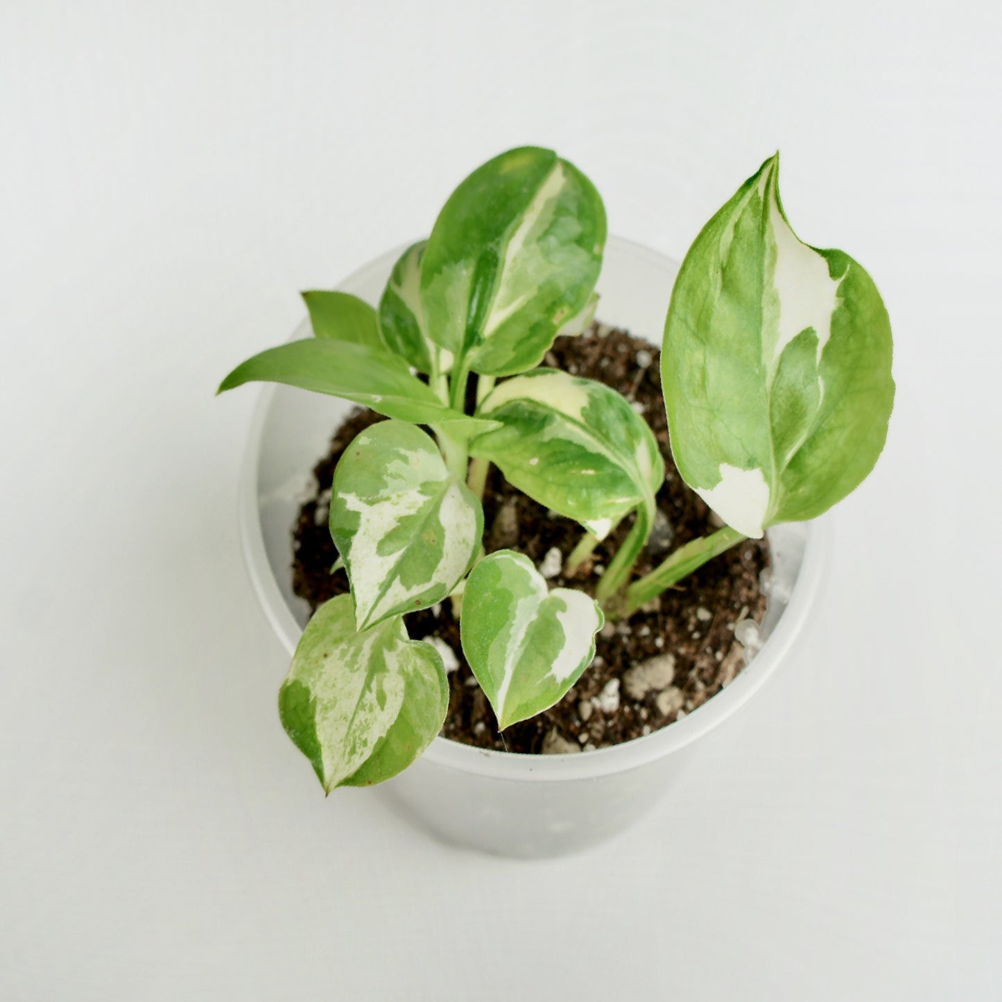 Epipremnum Aureum Njoy - pothos