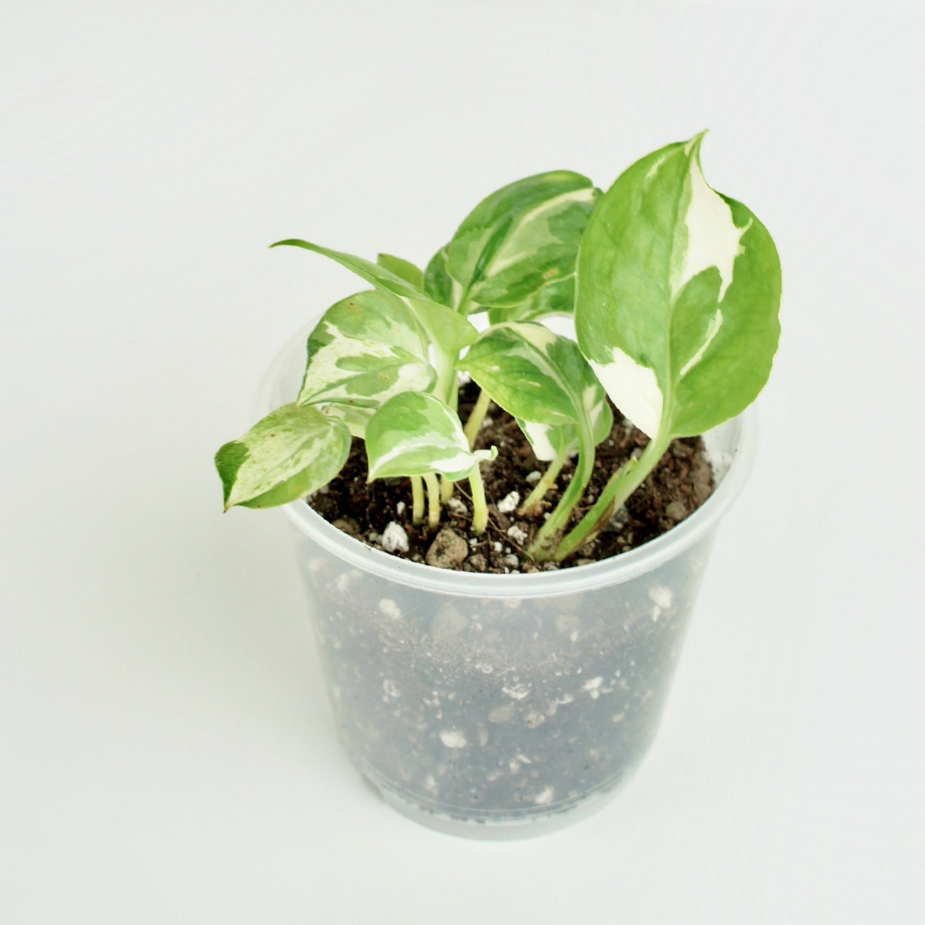 bouture pothos Epipremnum Aureum N'joy - pothos