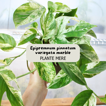 Epipremnum Pinnatum Variegata Marble