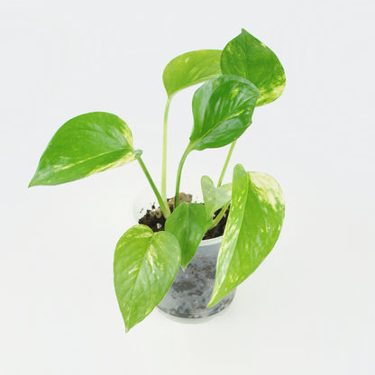 Epipremnum Aureum - Golden Pothos