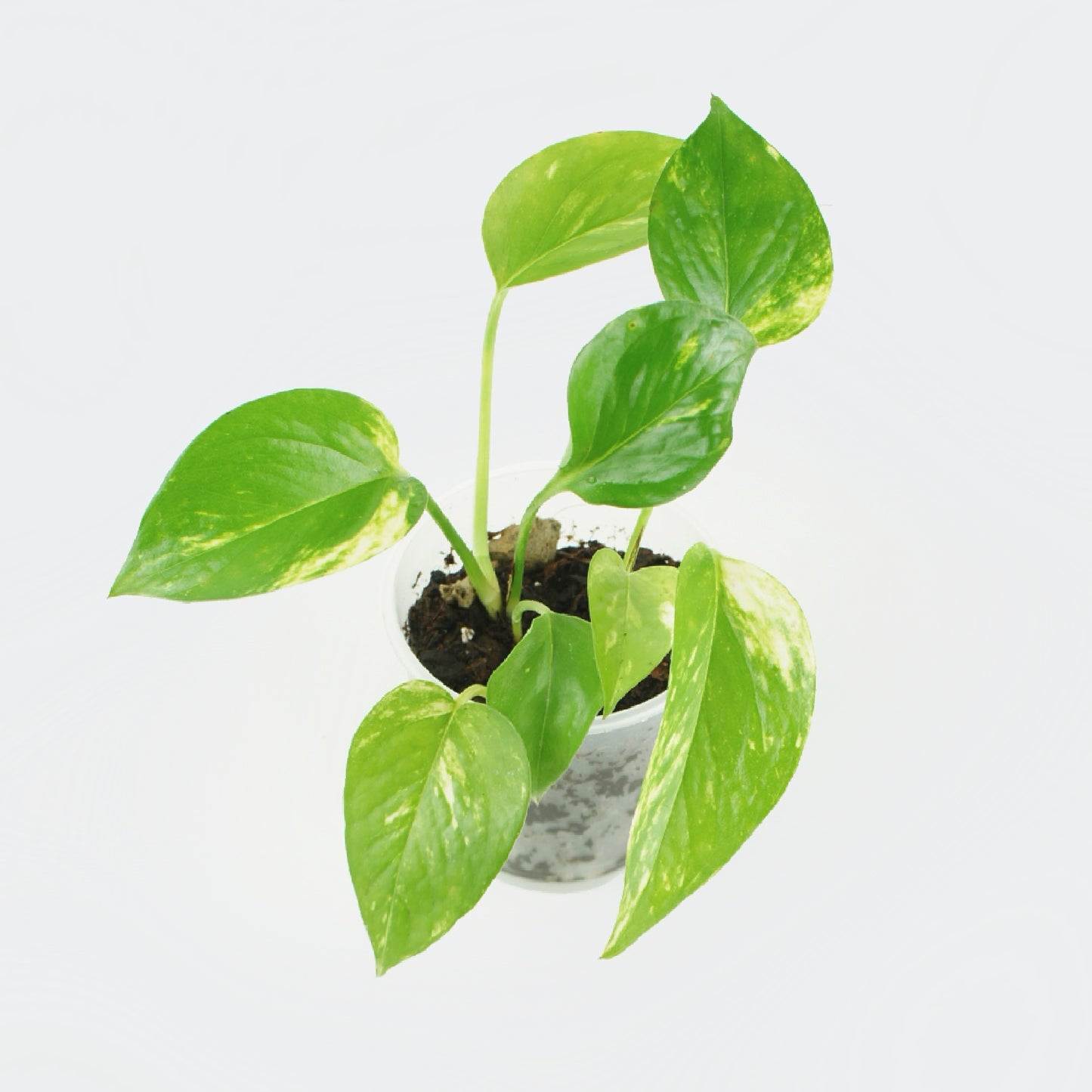 Epipremnum Aureum - Golden Pothos