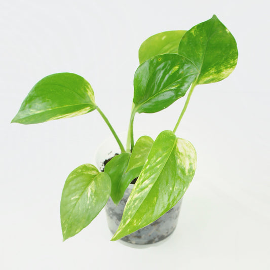 Epipremnum Aureum - Golden Pothos