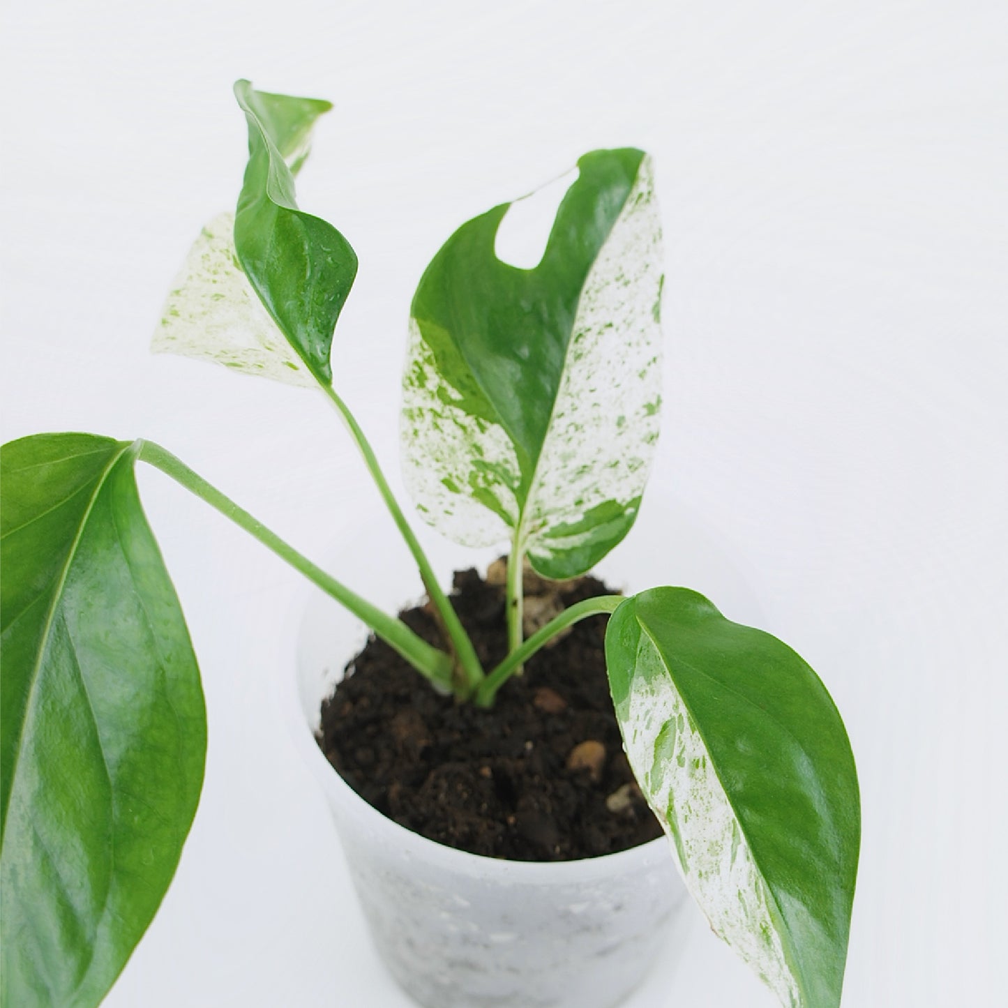 Epipremnum Pinnatum Variegata Marble