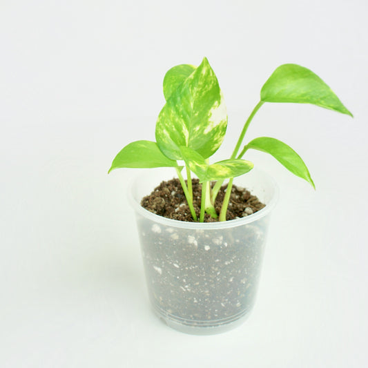 Epipremnum Aureum Doré - Golden Pothos