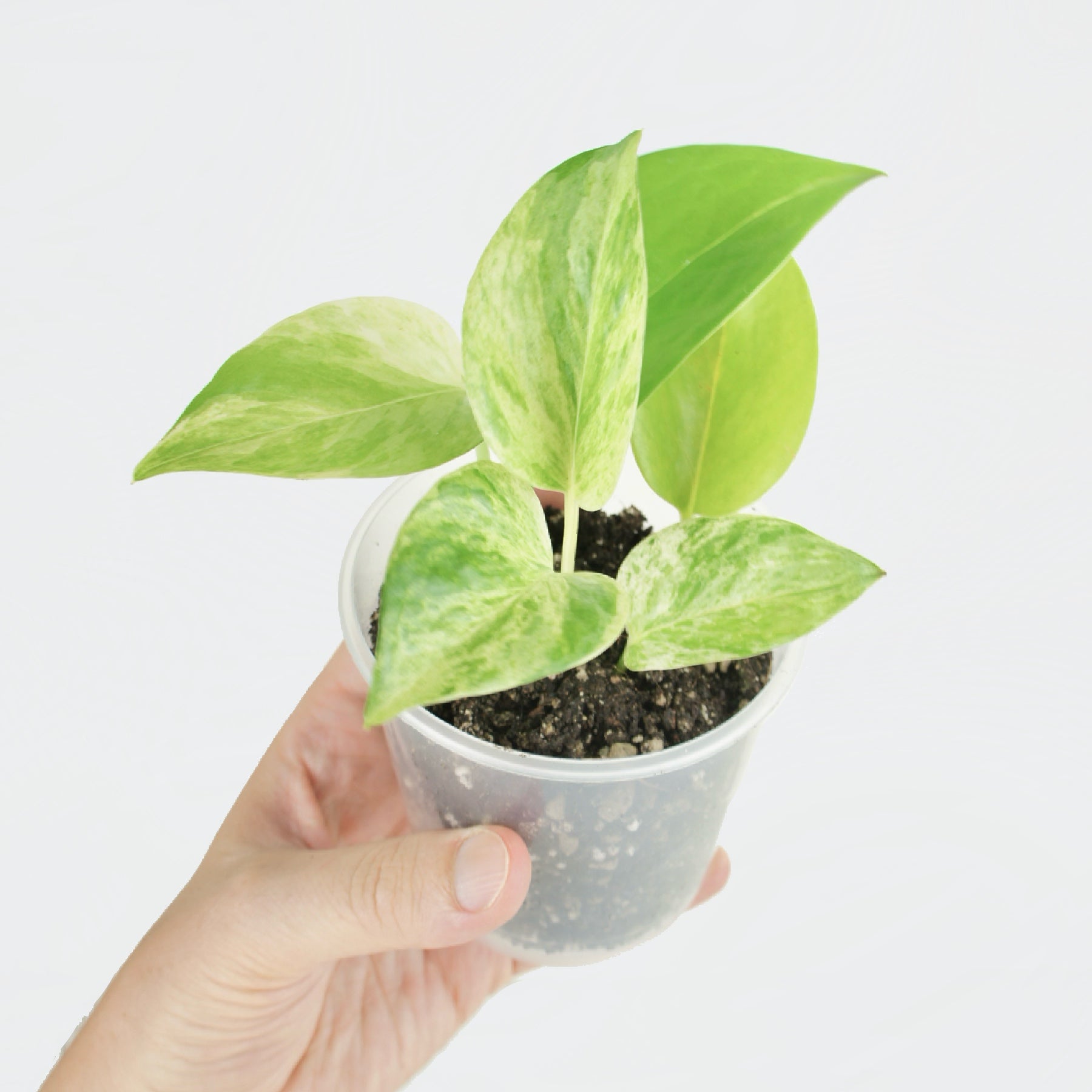 pothos bouture Epipremnum Aureum Marble Queen - Pothos