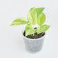 Epipremnum Aureum Marble Queen - Pothos