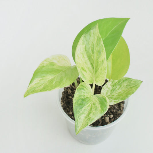 Epipremnum Aureum Marble Queen - Pothos