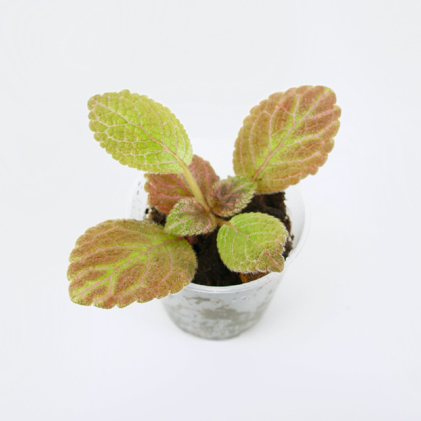 Episcia Cupreata Pink