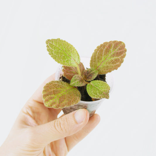 Episcia Cupreata Pink