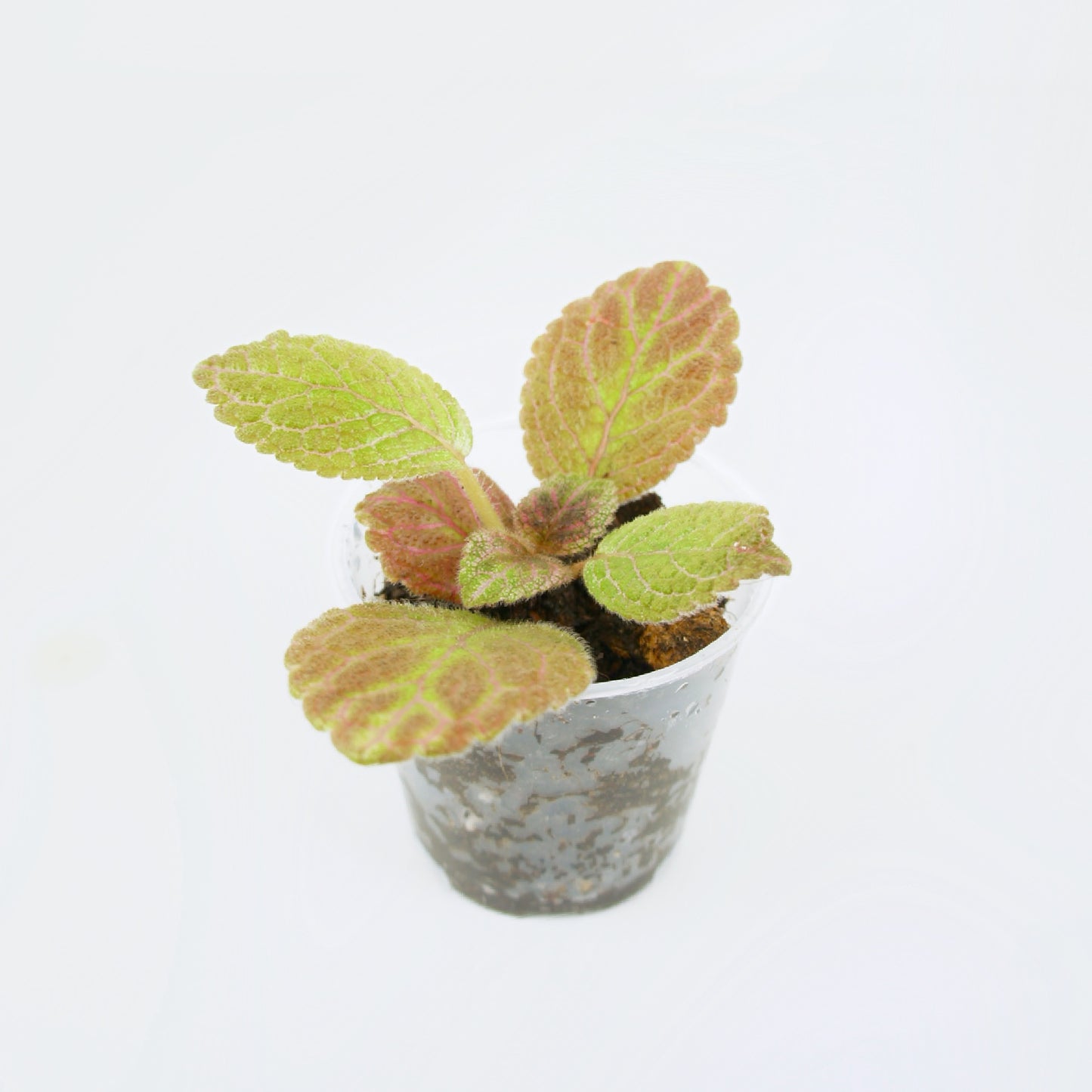 Episcia Cupreata Pink