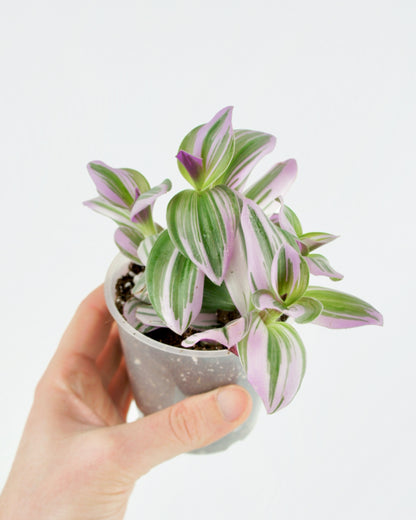 Tradescantia Nanouk - Bubble gum