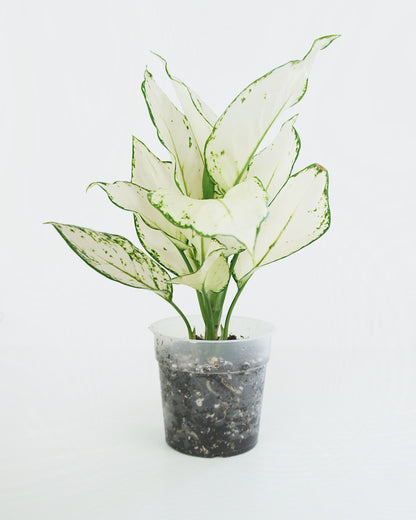 Aglaonema White Joy