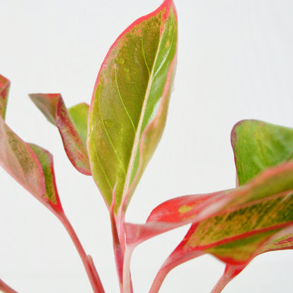 Aglaonema Crete Flame