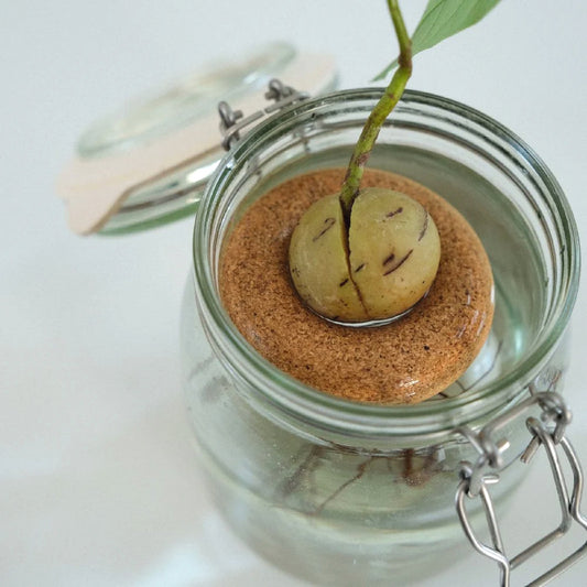 Bouée pour noyau d’avocat