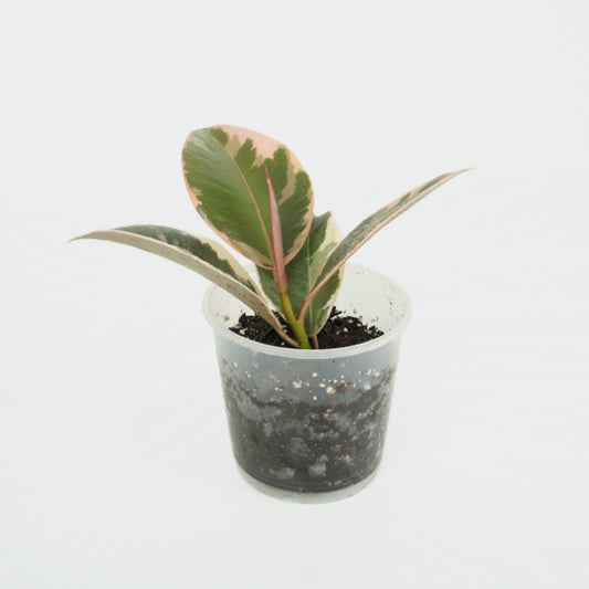Ficus elastica Tineke (S)