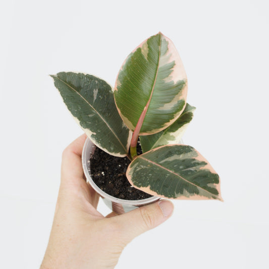 Ficus elastica Tineke (S)