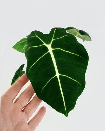 Alocasia Micholitziana Frydek (M)