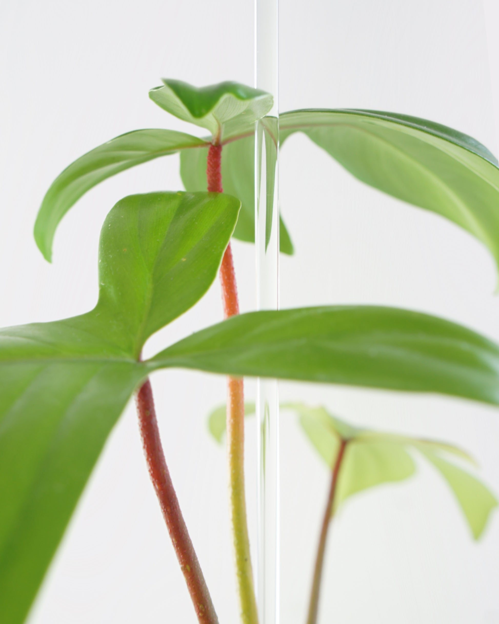 Huile de neem - traitement des plantes - 50 ml – BOTANISSA