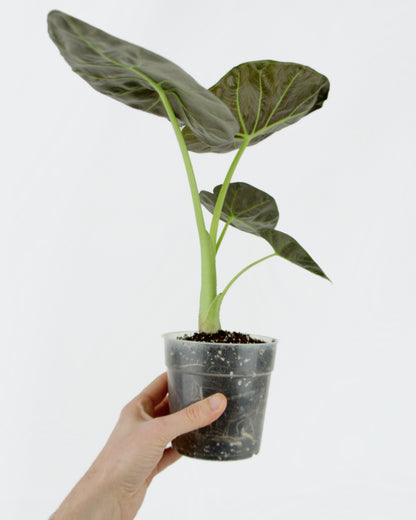 Alocasia Regal Shields