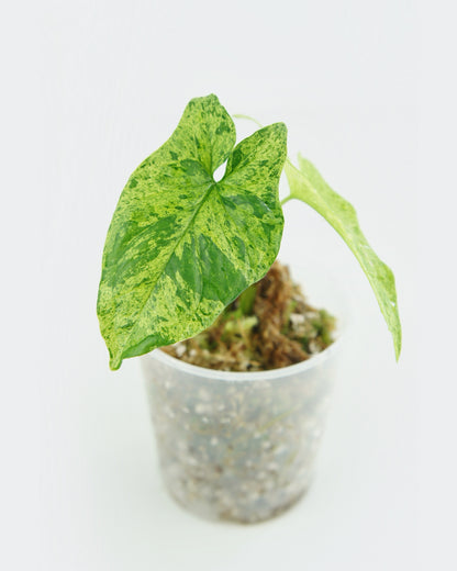 Syngonium Mottled Mojito (S)