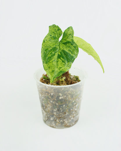 Syngonium Mottled Mojito (S)