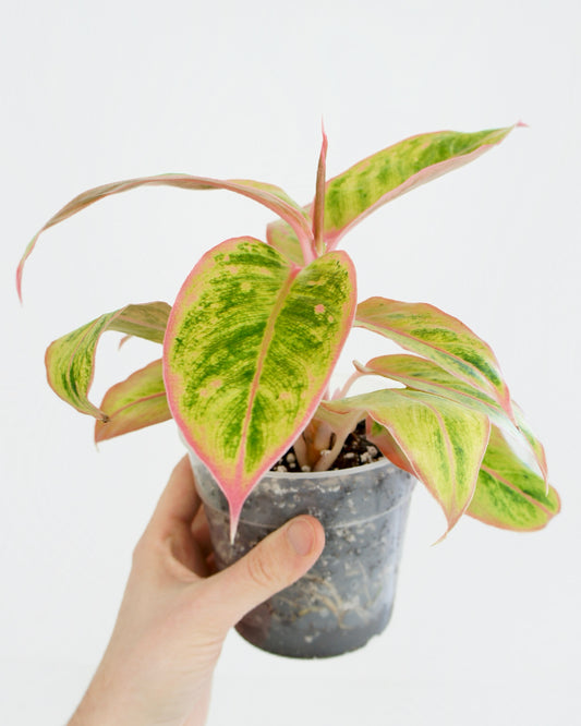 Aglaonema Salmon Fantasy