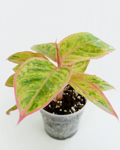 Aglaonema Salmon Fantasy