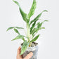 Aglaonema Greyhound