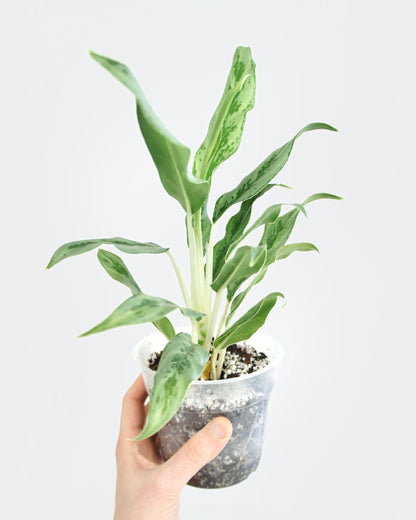 Aglaonema Greyhound