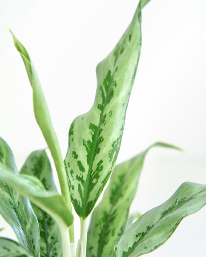 Aglaonema Greyhound