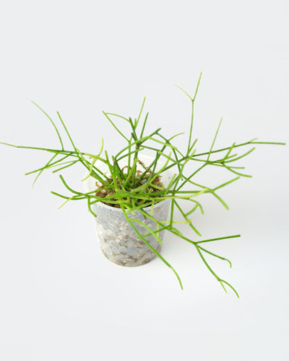 Rhipsalis Baccifera