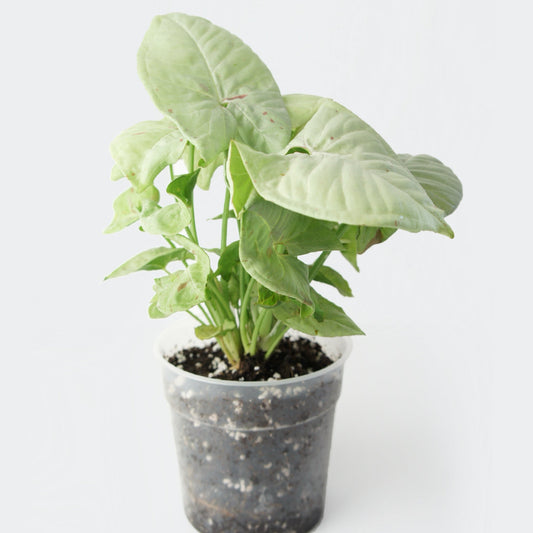 Syngonium Milk Confetti (M)