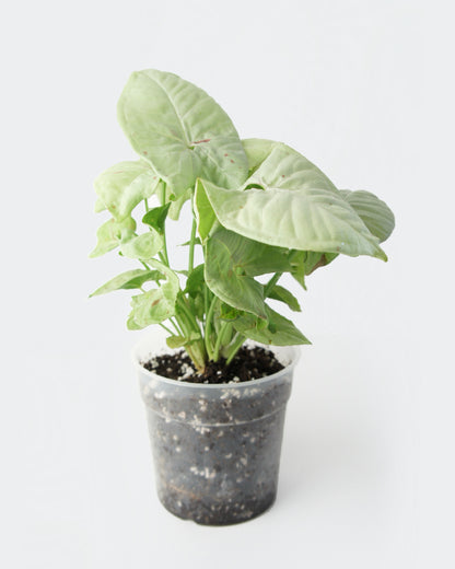 Syngonium Milk Confetti