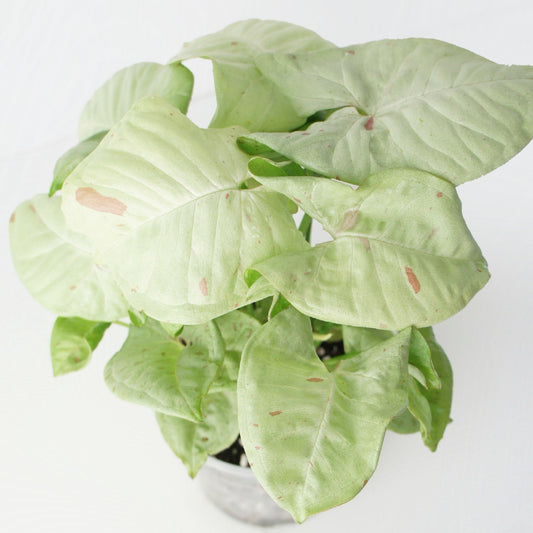 Syngonium Milk Confetti (M)