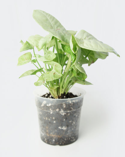 Syngonium Milk Confetti