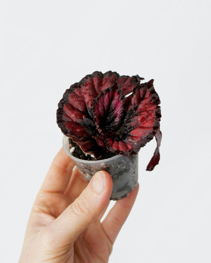 Begonia Rex Red Kiss