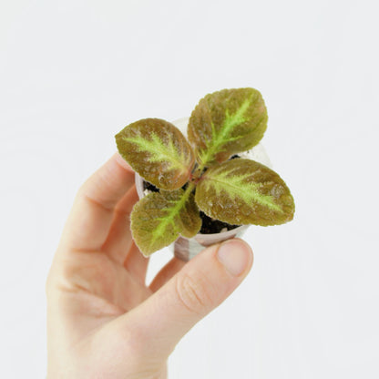 Episcia Cupreata Acajou