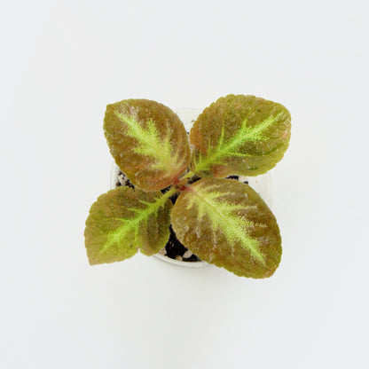 Episcia Cupreata Acajou