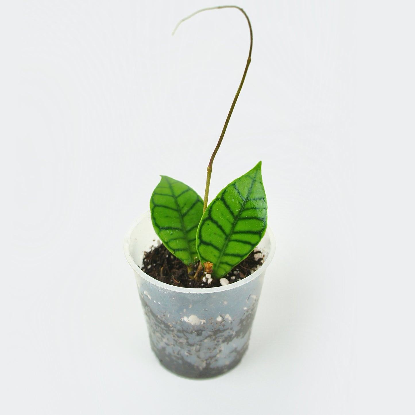 Hoya Callistophylla - Fleur de porcelaine