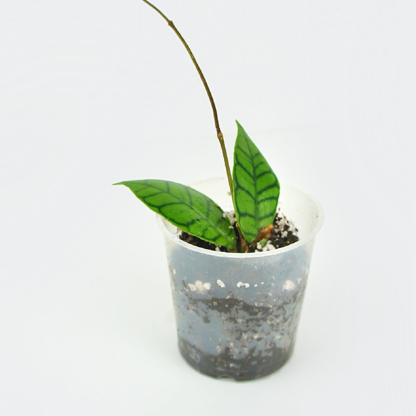 Hoya Callistophylla - Fleur de porcelaine